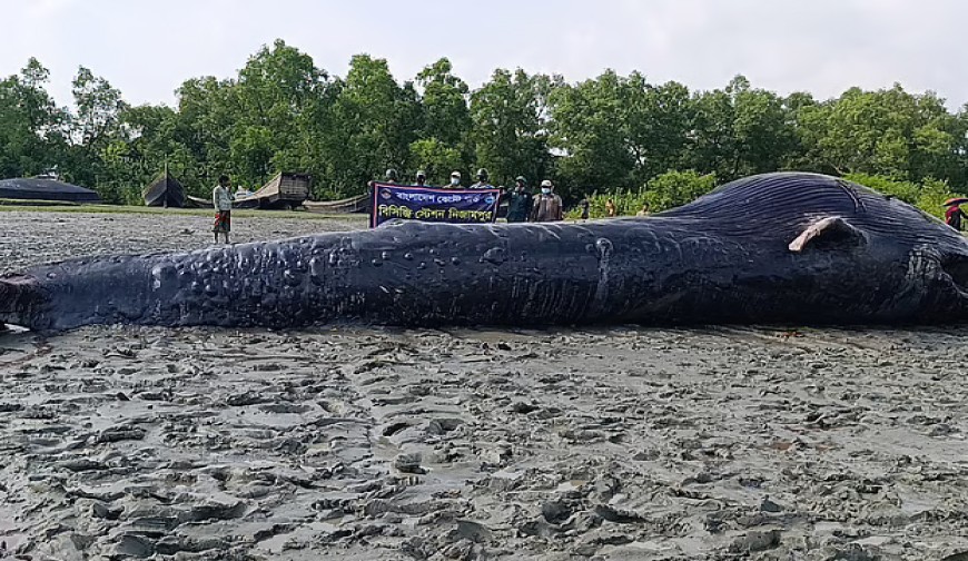 আন্ধারমানিক নদীতে ৩০ ফুট লম্বা তিমি