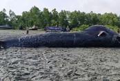 আন্ধারমানিক নদীতে ৩০ ফুট লম্বা তিমি